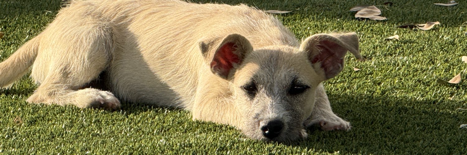 TracysDogs's profile banner image
