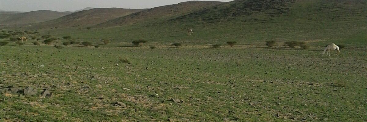 nodnod990's profile banner image