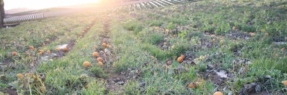 jrorganics's profile banner image