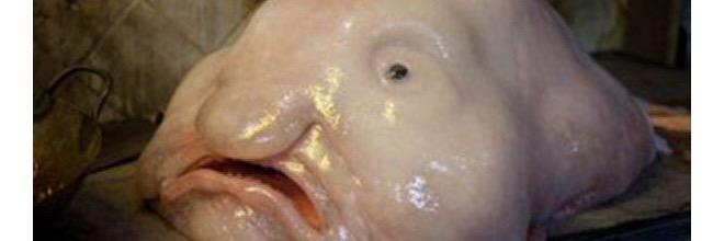 blobfish63's profile banner image