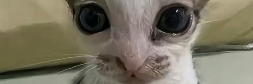 badjujucaster's profile banner image
