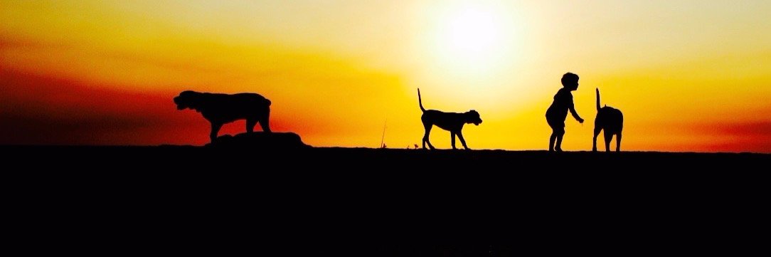 seadogvets's profile banner image