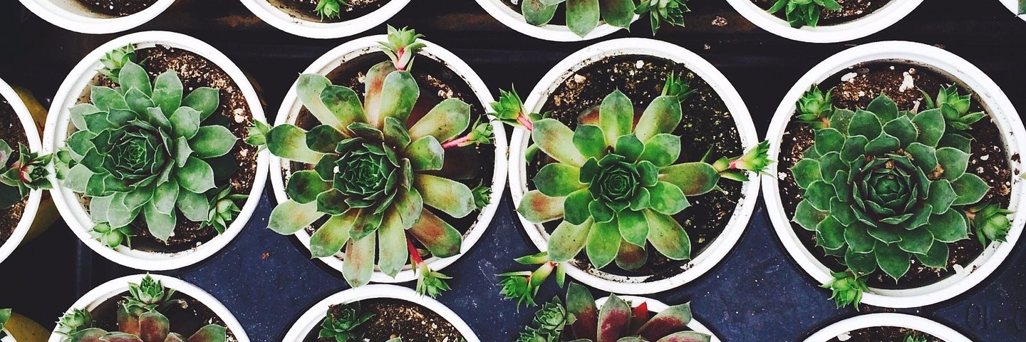 The Green Market banner