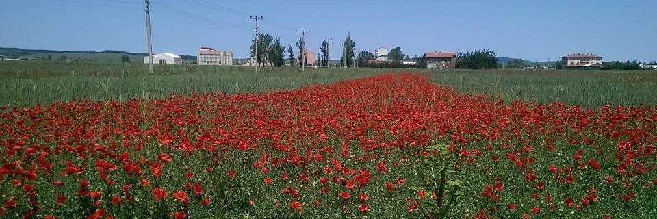Sezgn14's profile banner image