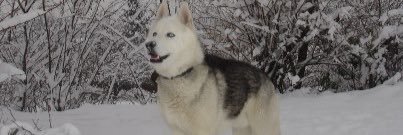 sylvie_1811's profile banner image