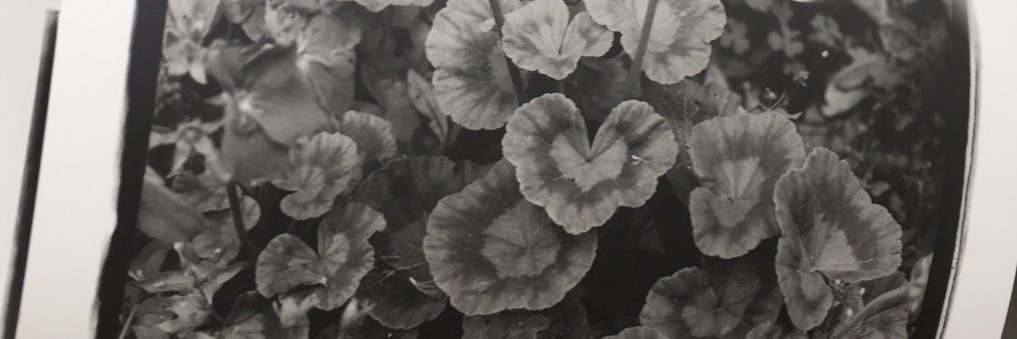 ZiziAthena's profile banner image