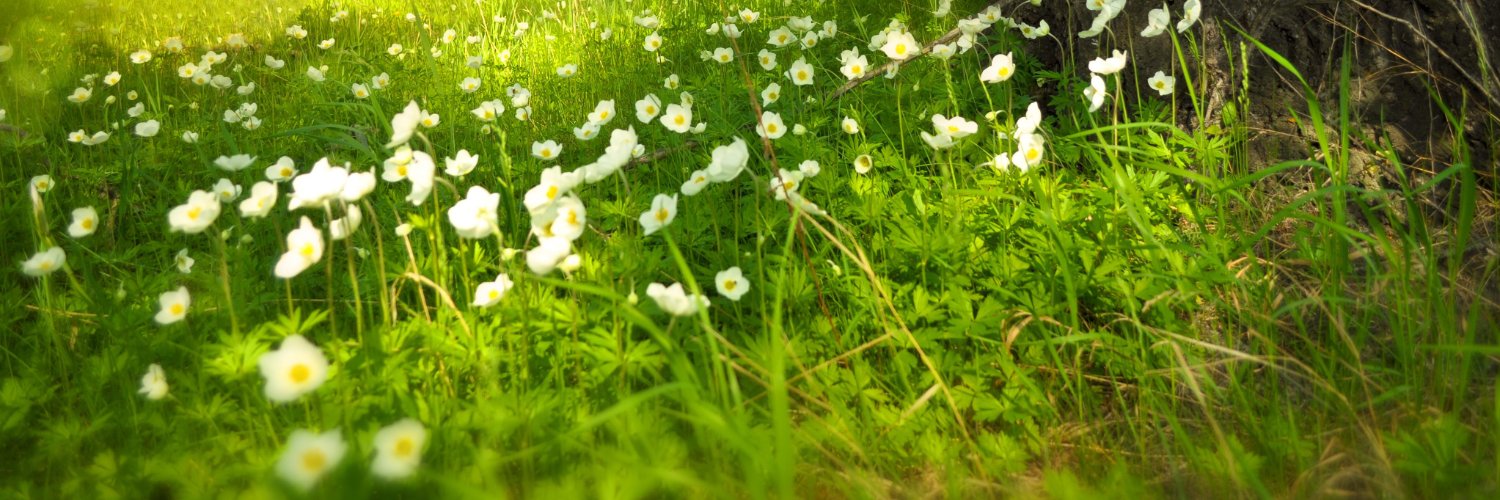 TraThichchanh's profile banner image