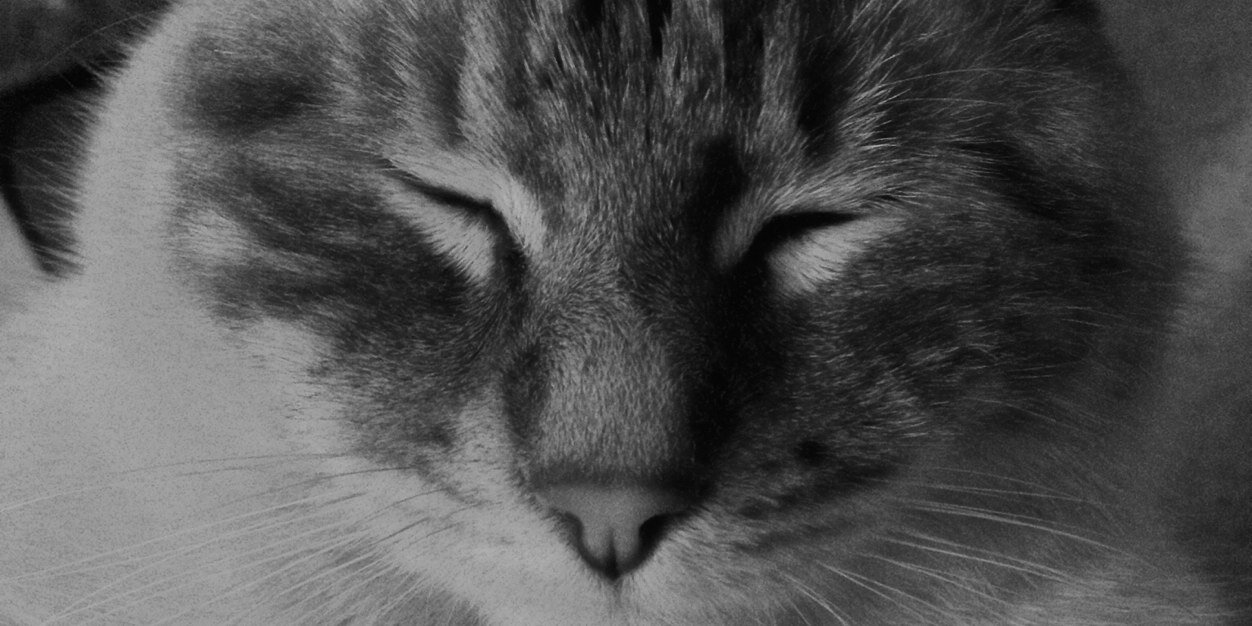 FafaButterfly29's profile banner image