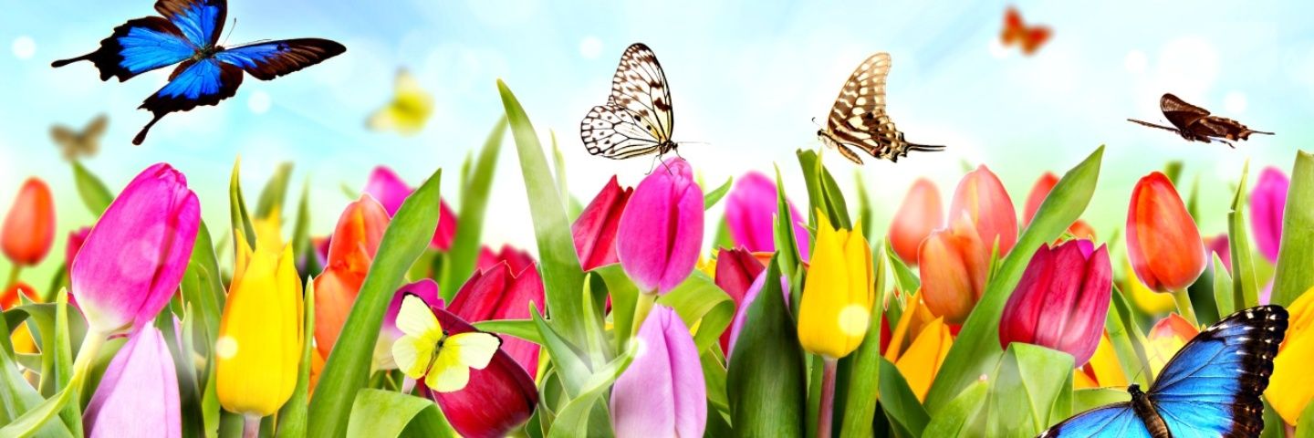 Lisaanne12's profile banner image