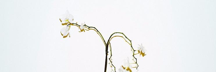 rrrasdf's profile banner image