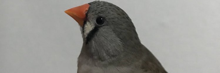 Inove__L's profile banner image