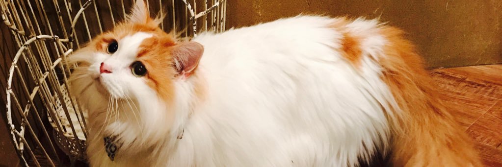 s_cat6's profile banner image