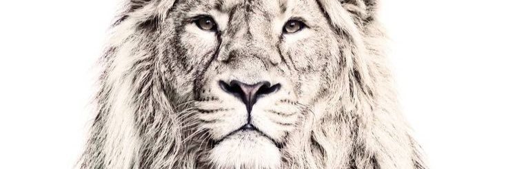 Arcatin93's profile banner image