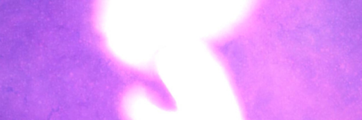 Nia_Scribbles's profile banner image