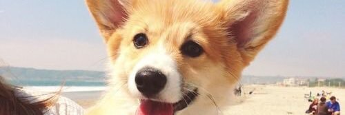 snowlity's profile banner image