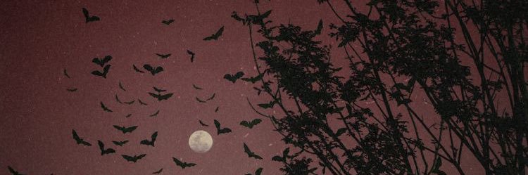 FreckledBeaut's profile banner image