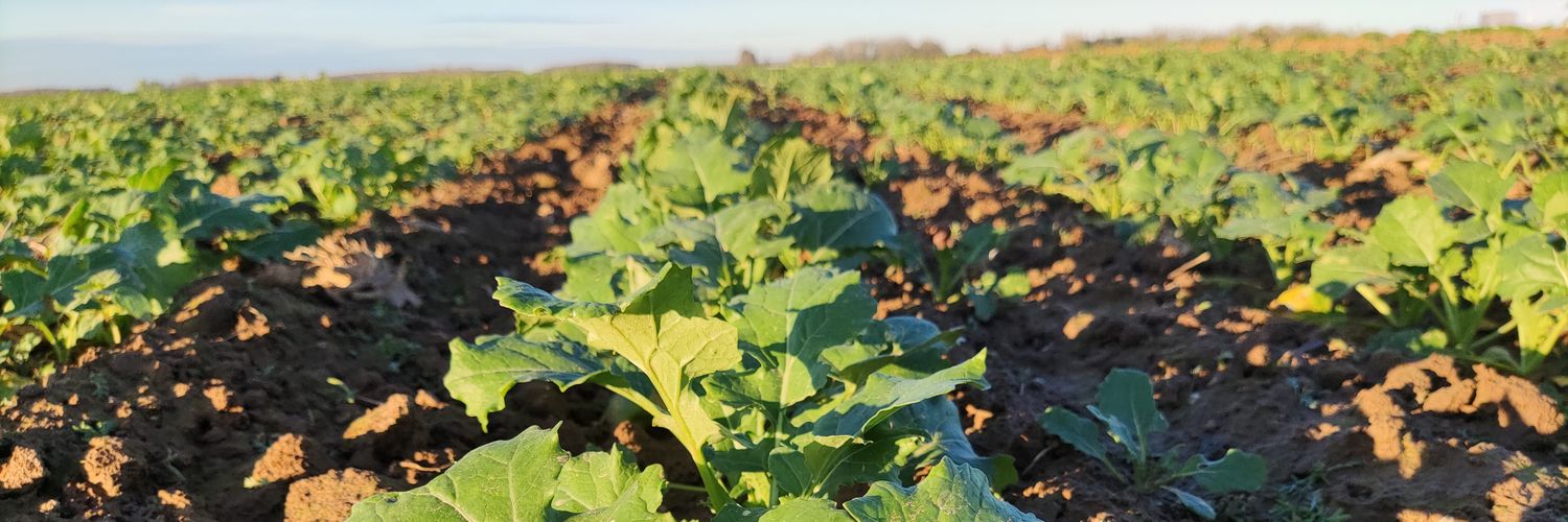 Ineokin (Nicolas L) banner