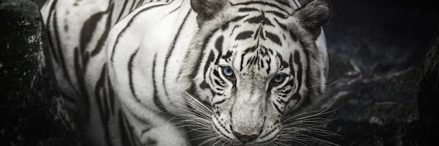 Awesomemanslife's profile banner image