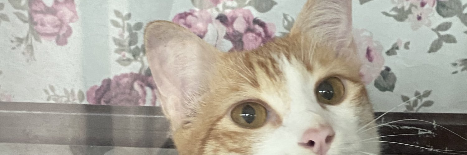 kektyy's profile banner image