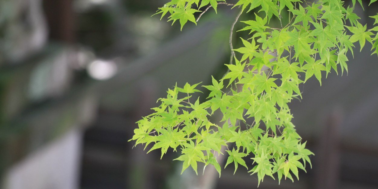 Francisco Perfectti banner