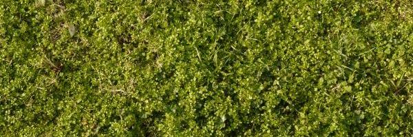 ChaoticCapy Profile Banner