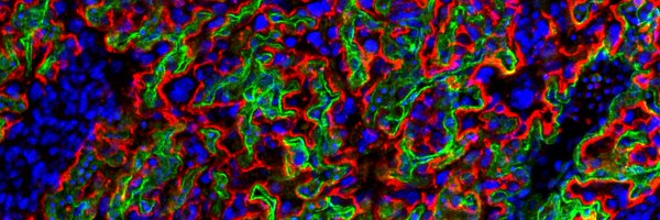 Vicensella Profile Banner