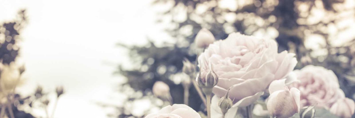 roslein0116's profile banner image