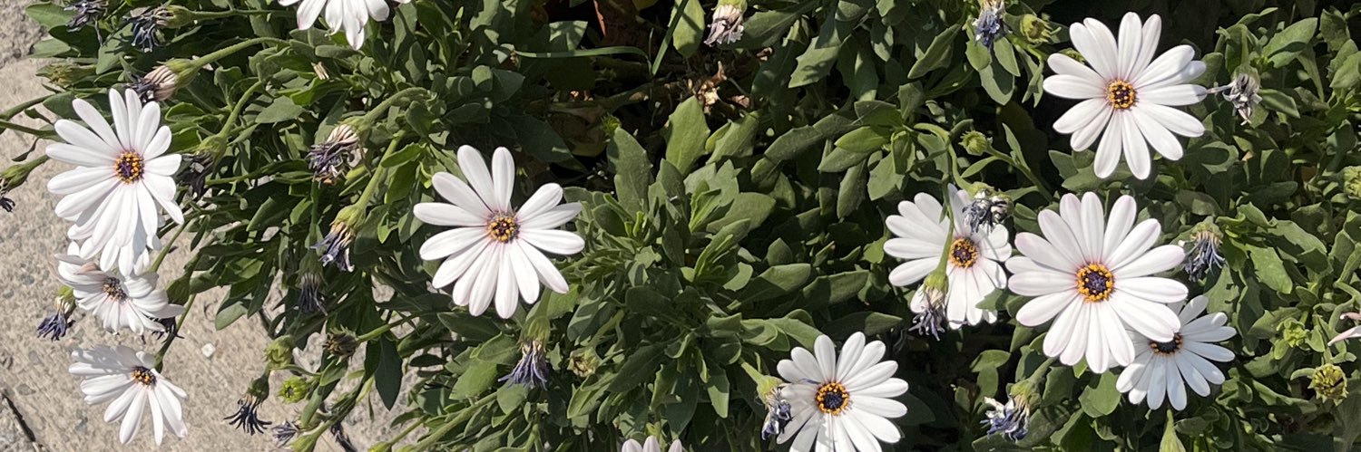 amb4rrr's profile banner image