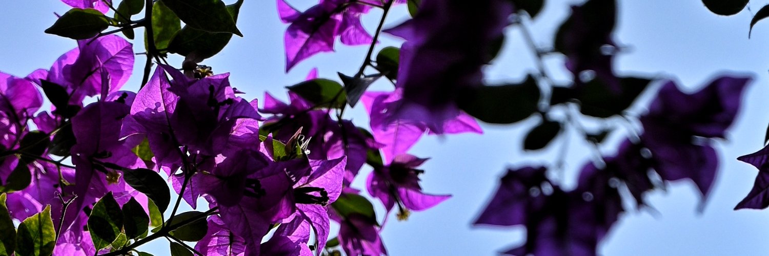 ProfAkila's profile banner image
