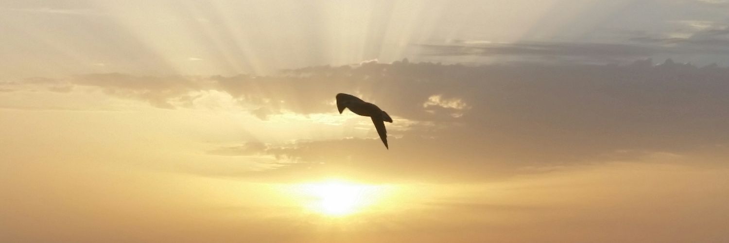 salvapirexia's profile banner image