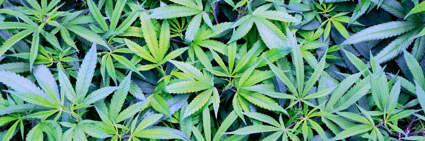 Hashtag Cannabis banner