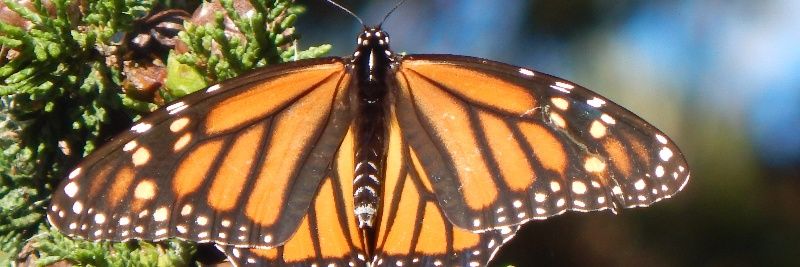 MollyGirl🦋 banner