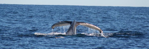 lyon_brendan Profile Banner