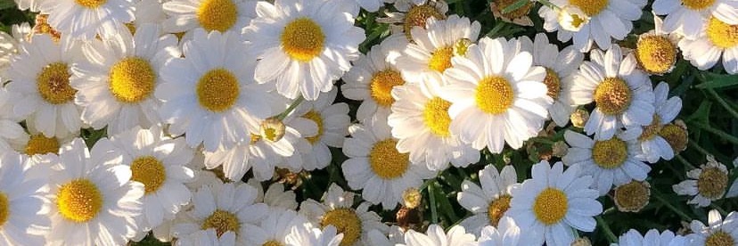 heather_fields1's profile banner image