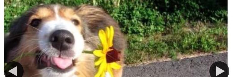 JYoungMusic_'s profile banner image