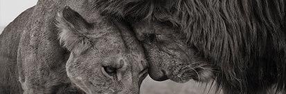 _hsangha's profile banner image