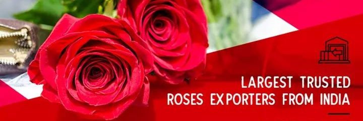 SOEXFLORA's profile banner image