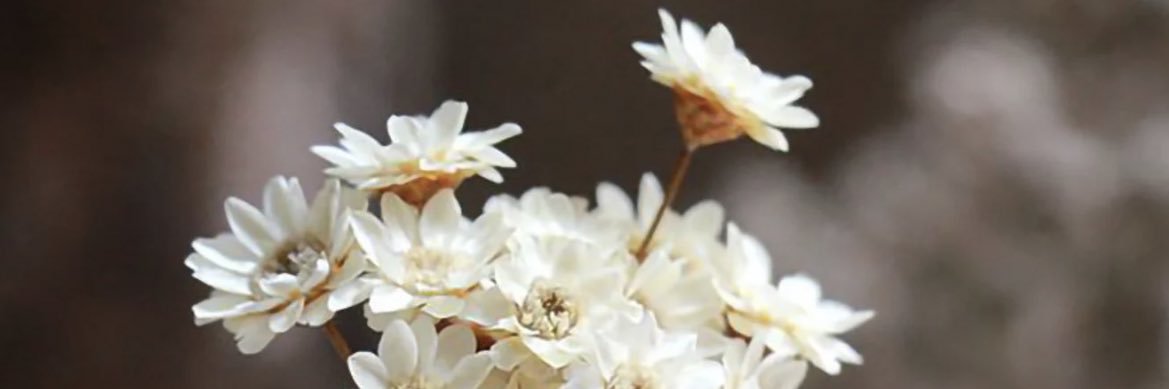 MiaiM__'s profile banner image