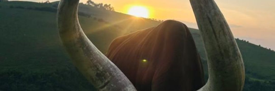 Sonia I. Nia💙 banner