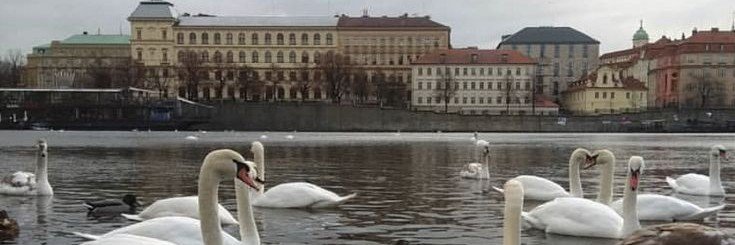liliescorner's profile banner image
