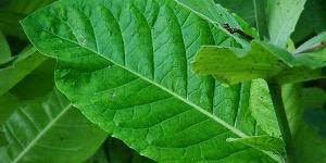 ArandozaCigars's profile banner image