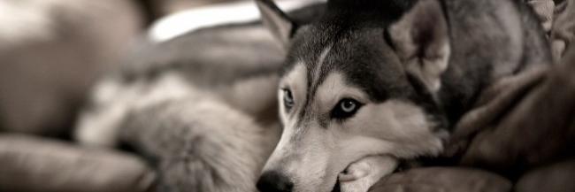 Husky banner