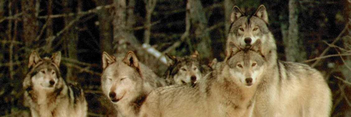 St. Paul's Alumni banner