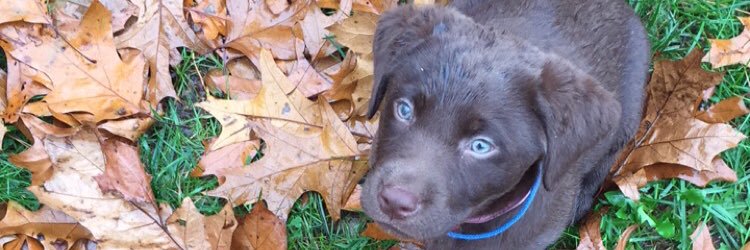 loganlumsden's profile banner image