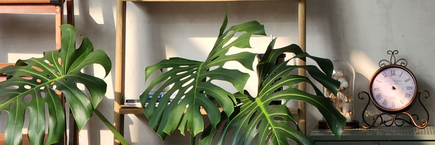rekhajuned's profile banner image