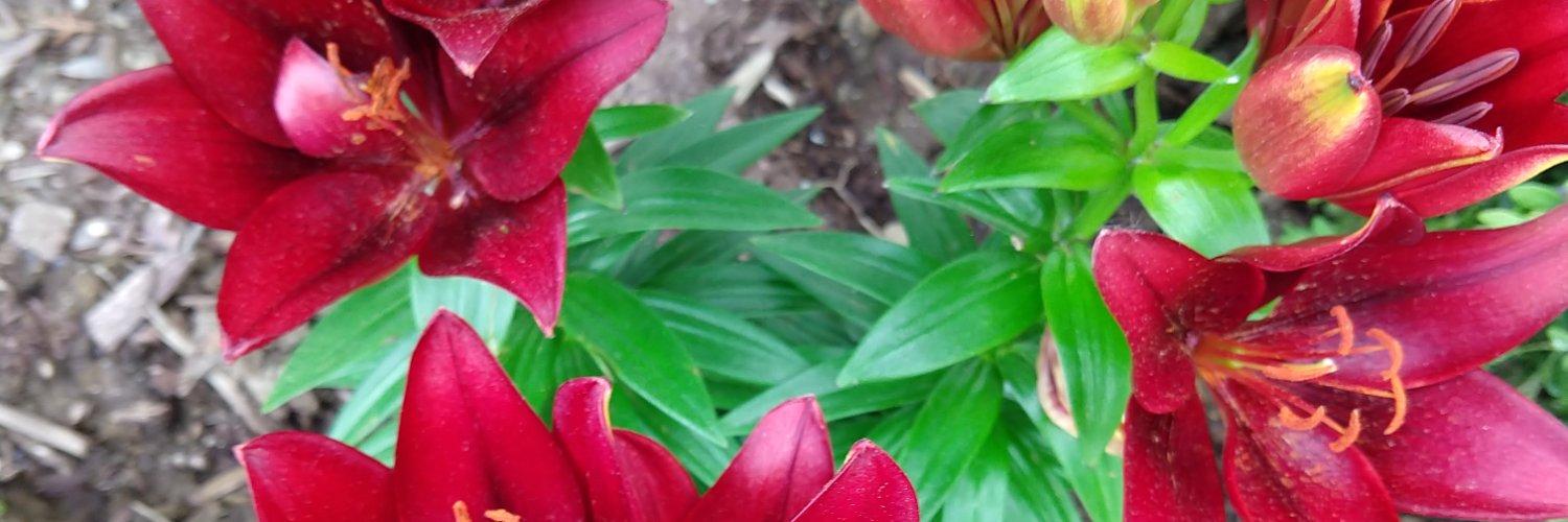 TeekupTara's profile banner image