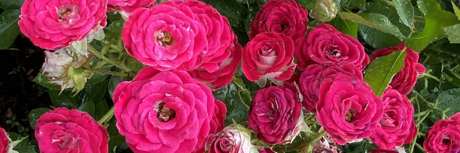 Marleine Calderón banner