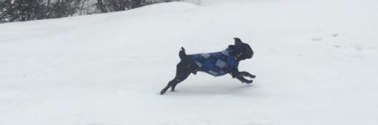 buckwheat_pug's profile banner image
