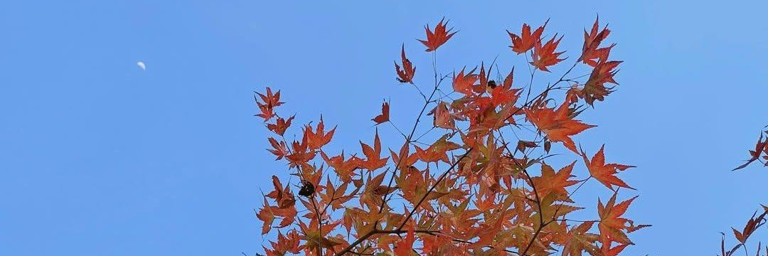 samatthai99's profile banner image