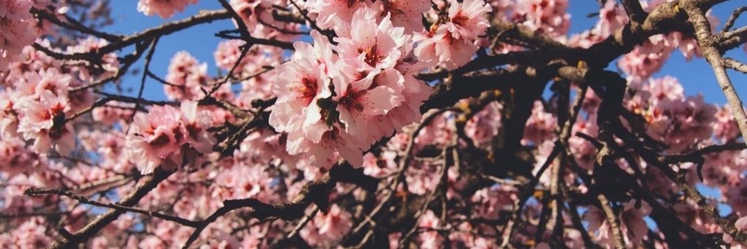 🦇🩸MariaKuix🩸🦇 banner